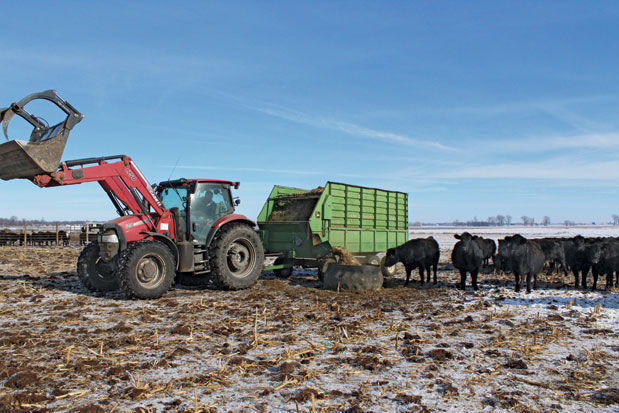 Feeding cattle