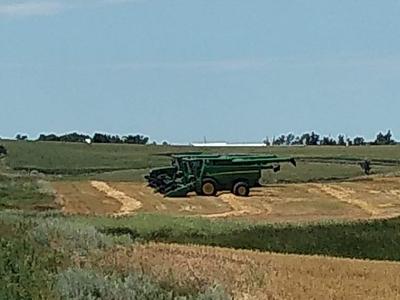 Small grain harvest