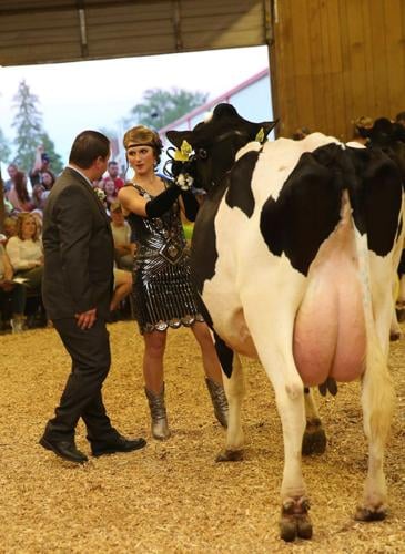 Brittney Muenster shows Holstein at Outagamie County Fair