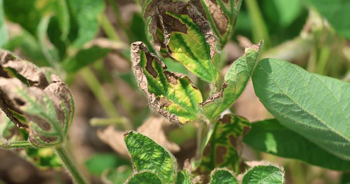 Red crown rot spreading in Missouri counties