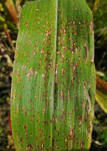 Tar spot disease first shows as small black tar-like spots