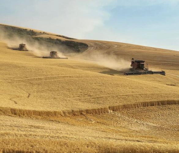 Wheat harvest