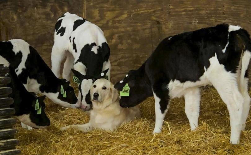 Maddie the dog with calves