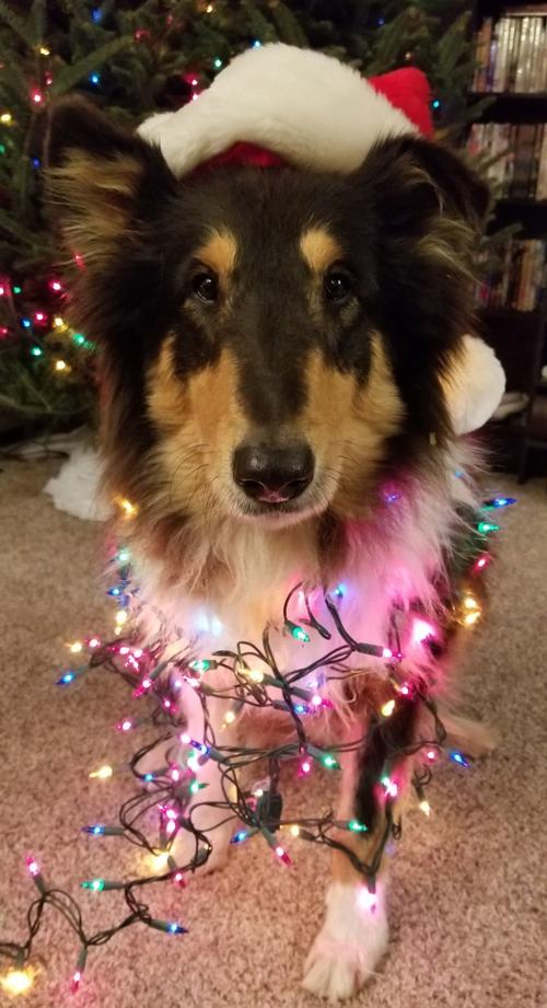 Candid Canine Corner