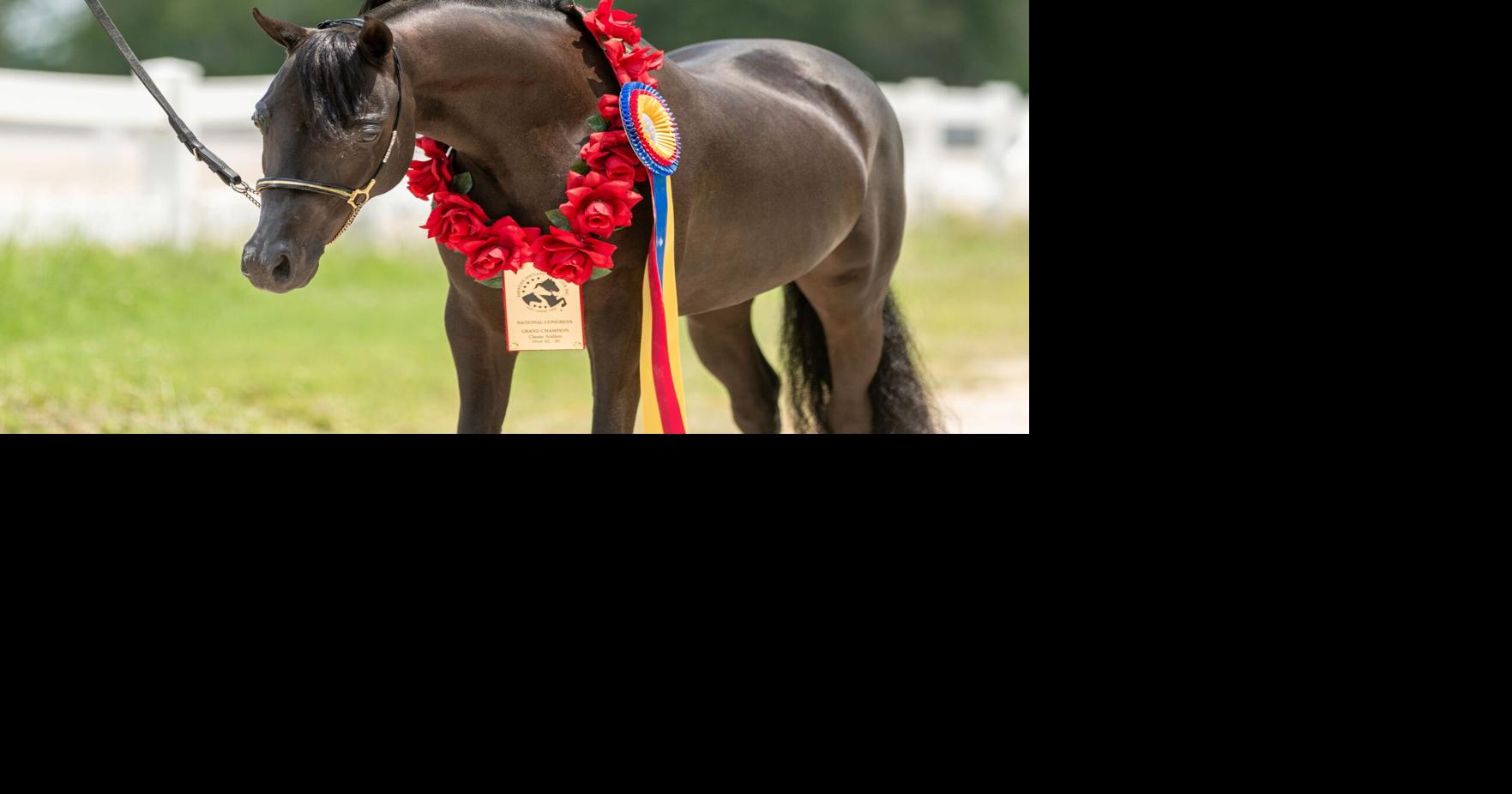 1 HRP-EWSMemphisBound2024-13 aspc congress grand champoin mare, over 2015.jpg