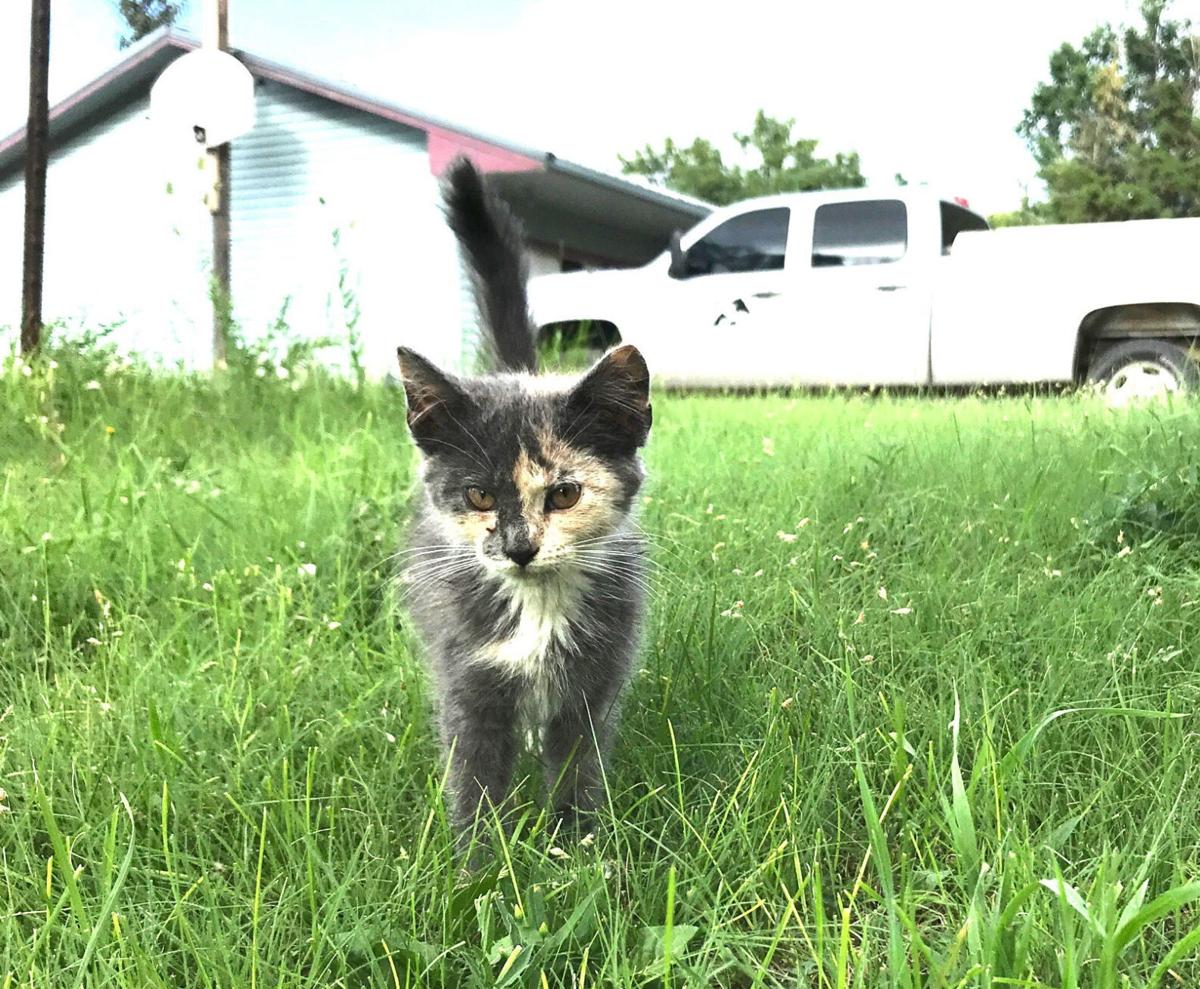 Ringworm in cats can spread to owners, other pets