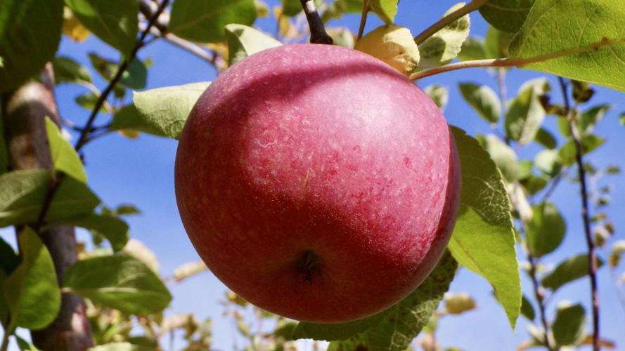 Apple