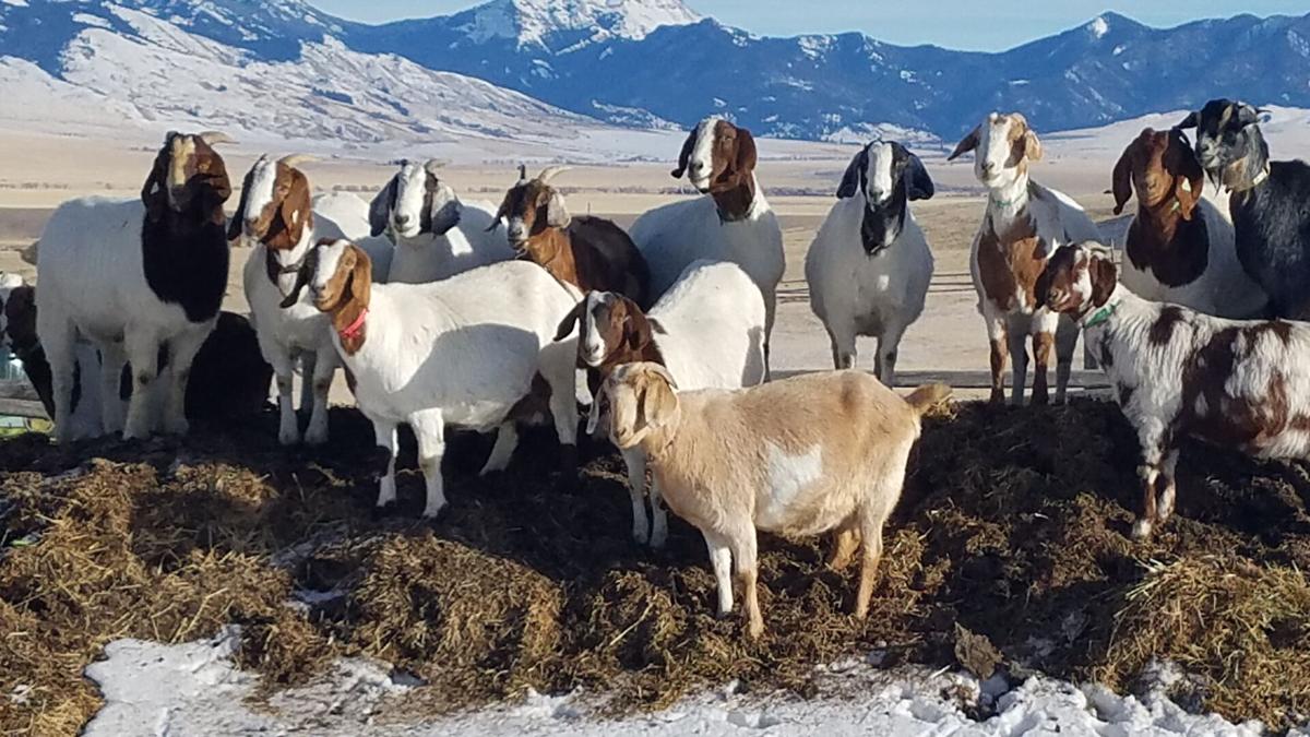 GoatMT