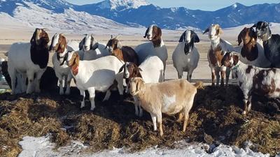 GoatMT