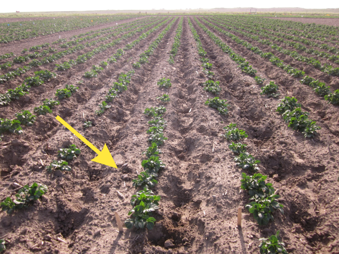 Potatoes emerge in field