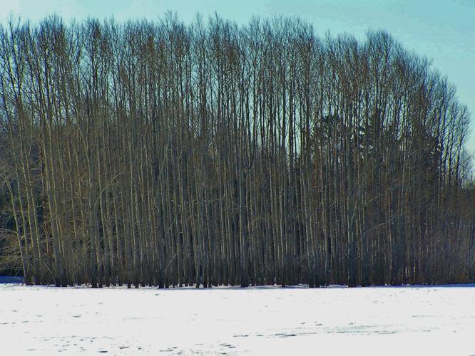 Windbreak