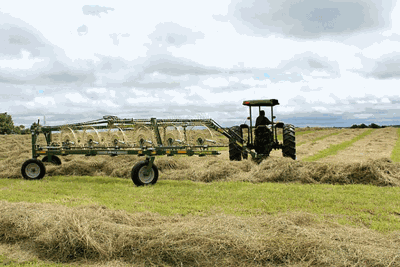 raking hay