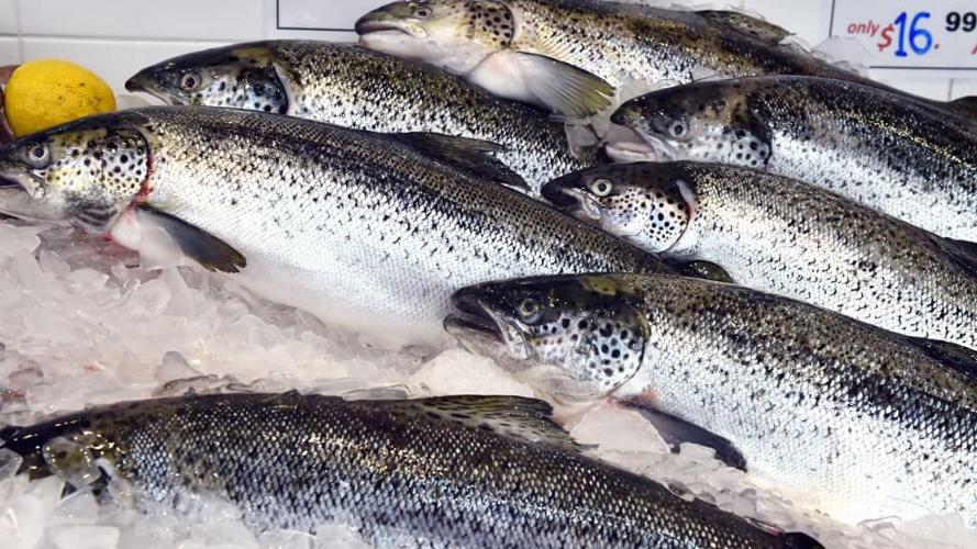 Genetically engineered salmon