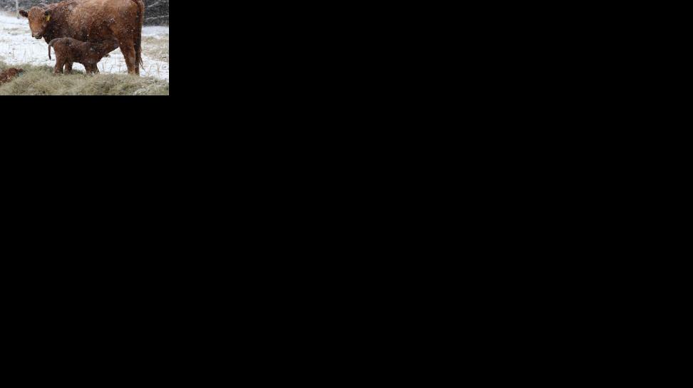 System continues to protect calf health, ranch profitability