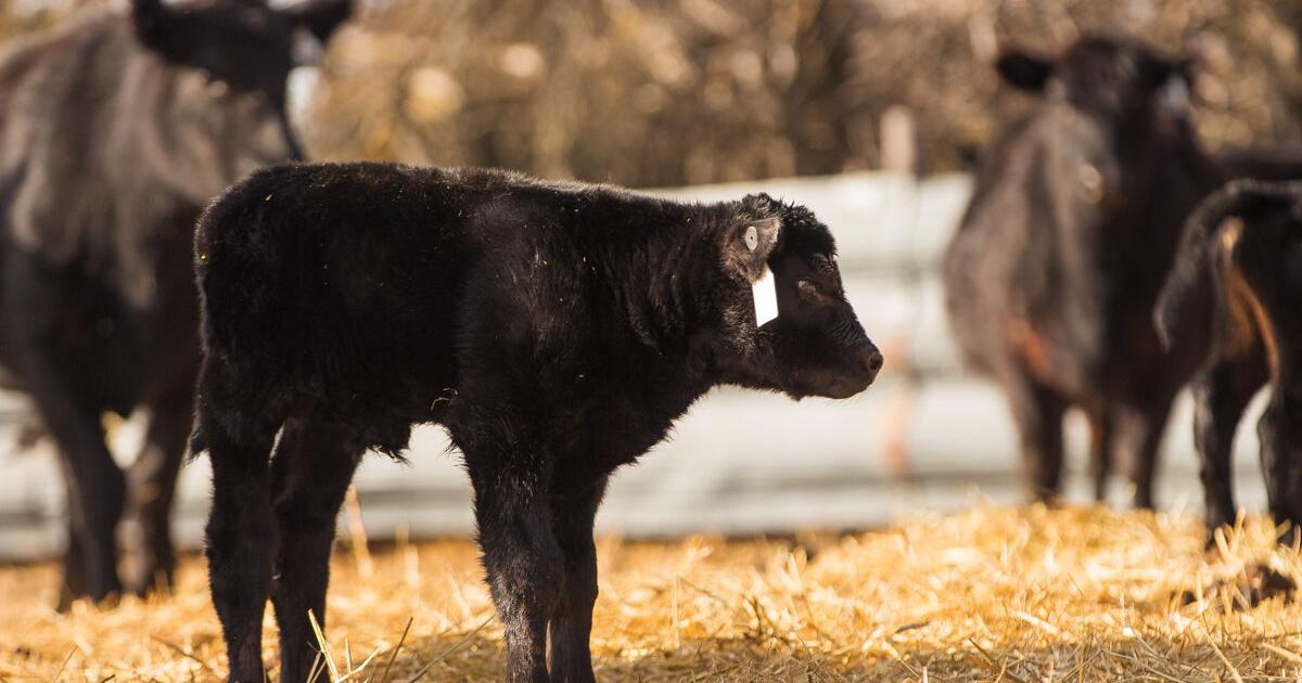 Sandhills Sunrise (3).JPG