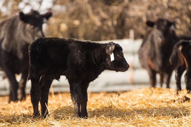 Sandhills Sunrise (3).JPG