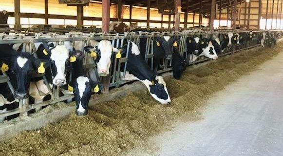 Peshtigo family creates dairy quality