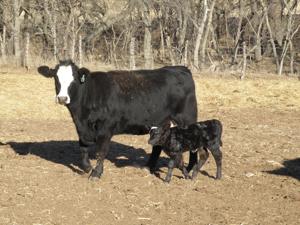 Vaccinations proven for early-weaned beef calves