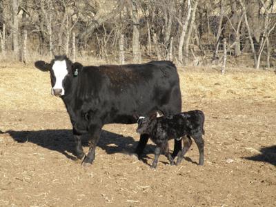 Calf Vaccinations