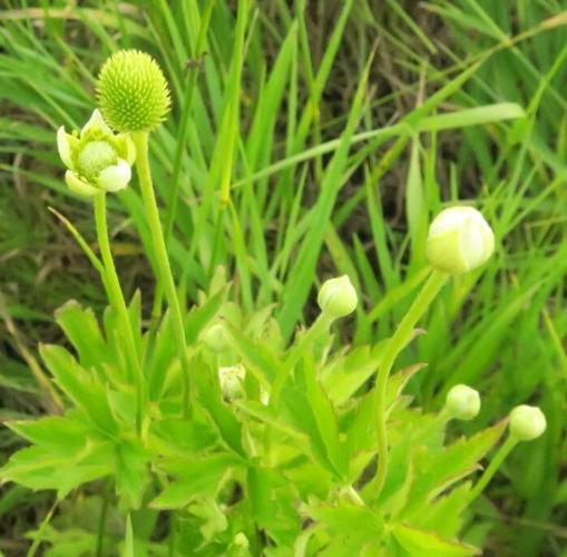 Windflower or thimbleweed