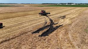 Fieldwork stalled, soybeans struggling in wet conditions