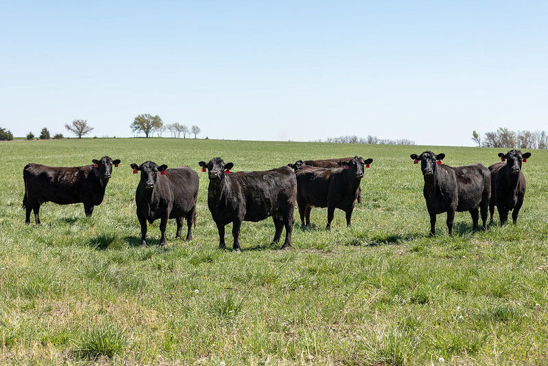 Pasture grazing