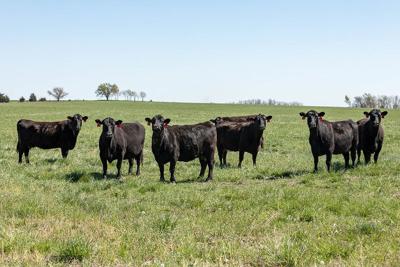 Pasture grazing