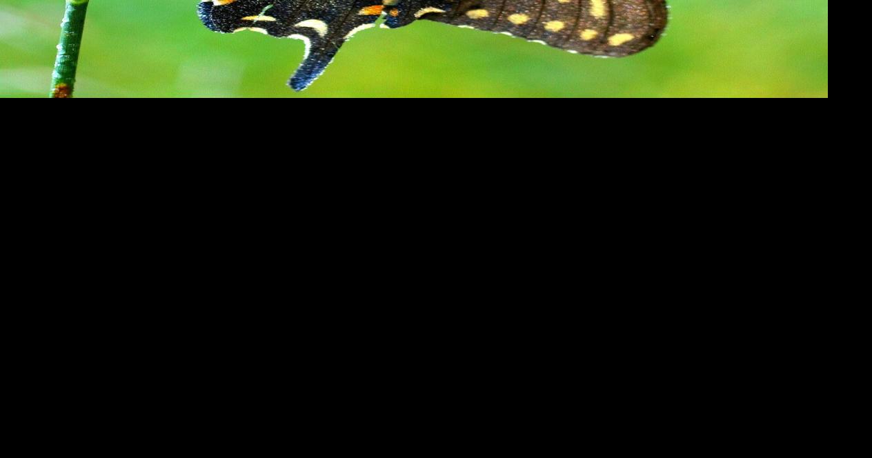 Deer observers need to stay alert