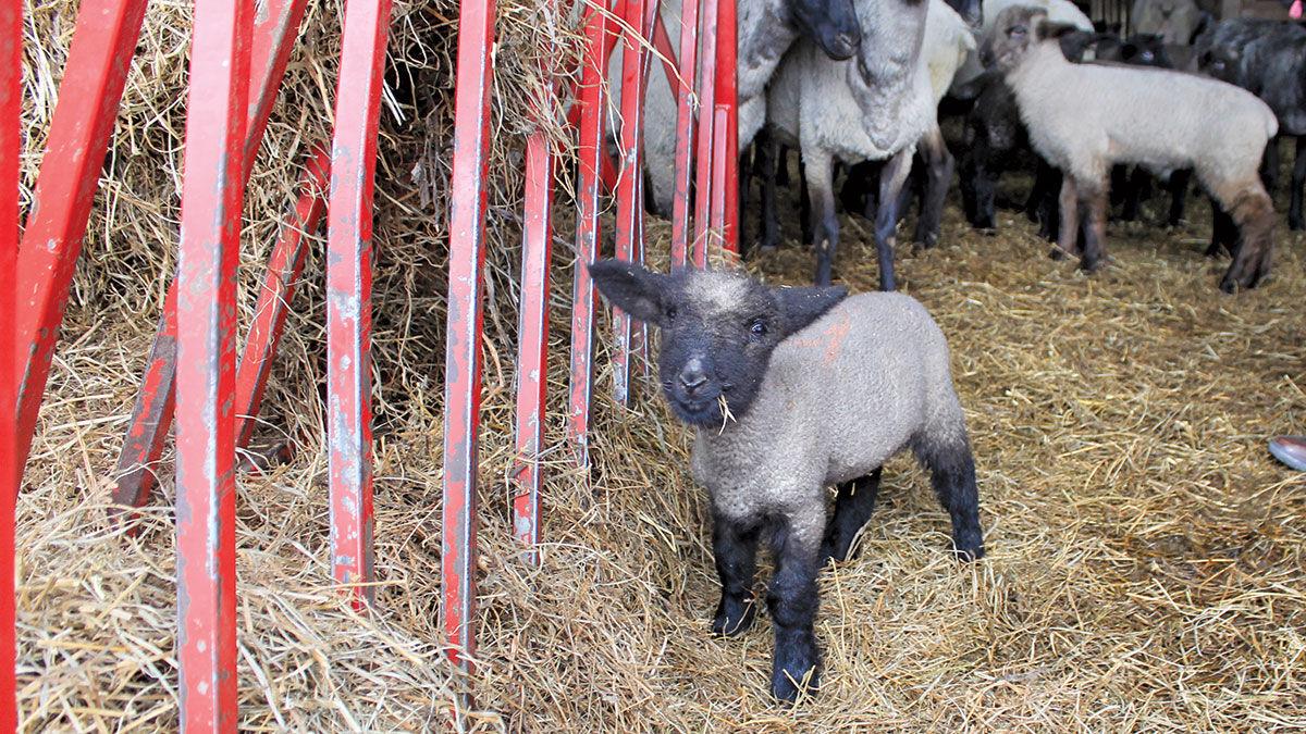 Lamb file photo
