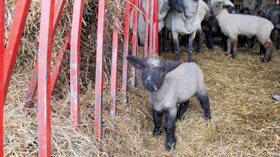 Lamb file photo