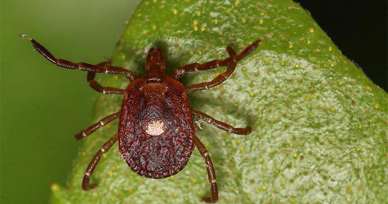 Lone star tick
