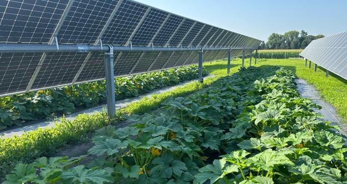 Squash plants growing solar array