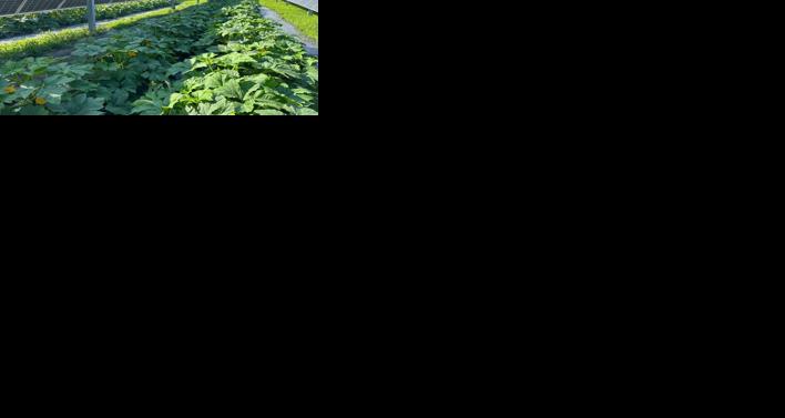 Future of farming may be shaded