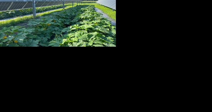 Squash plants growing solar array