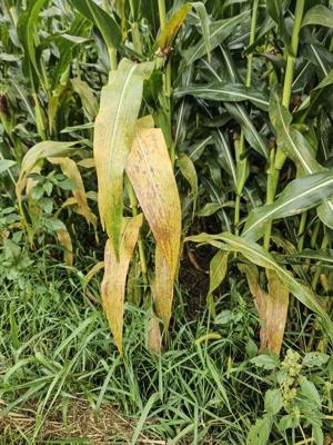 LeeAnne Bulman/For AgriView Kaleb Ellis is experiencing his first crop of corn afflicted with southern rust.