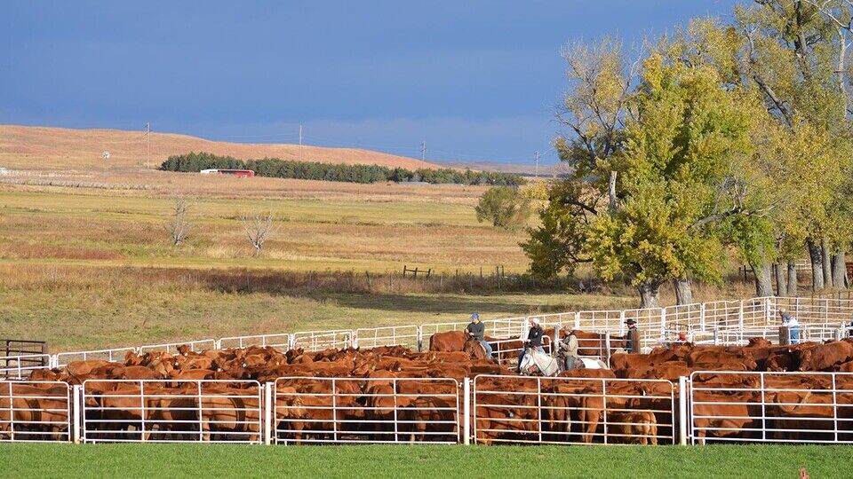 Nebraska Diamond Ranch University establishes Center for Agricultural Profitability