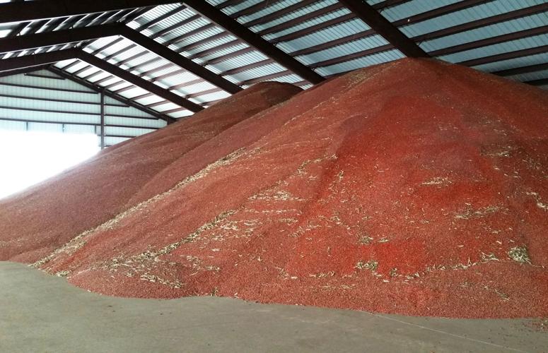 Piles of dark red kidney beans