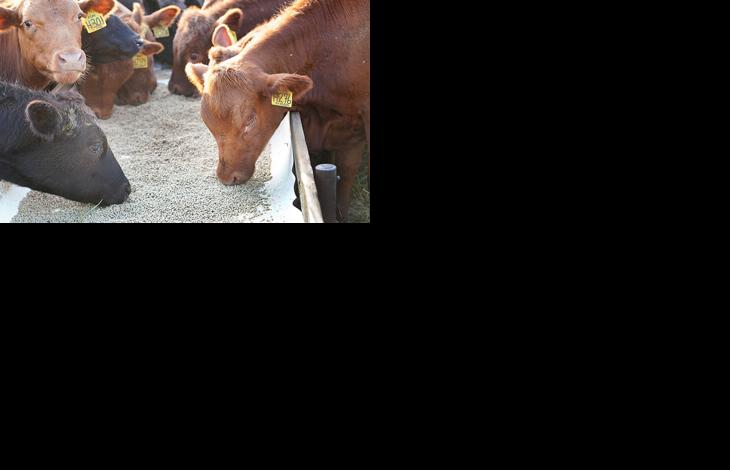 Cattle feeding