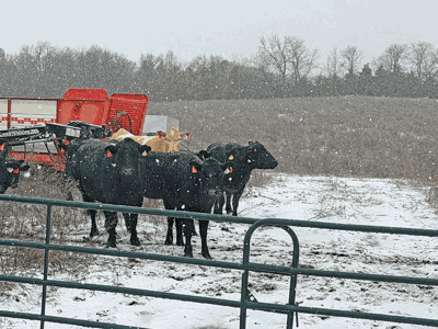 cattle in lot by hay