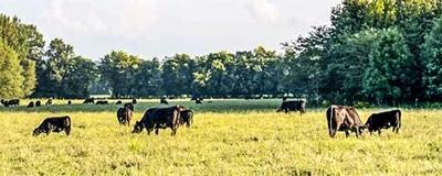 Cattle in field