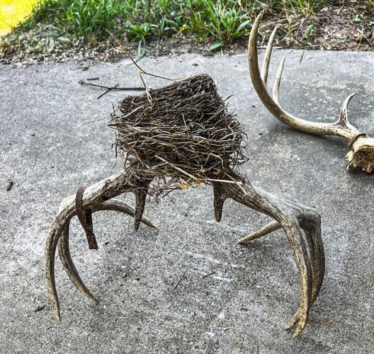 Nest