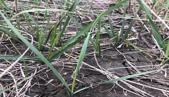 Western wheatgrass tiller