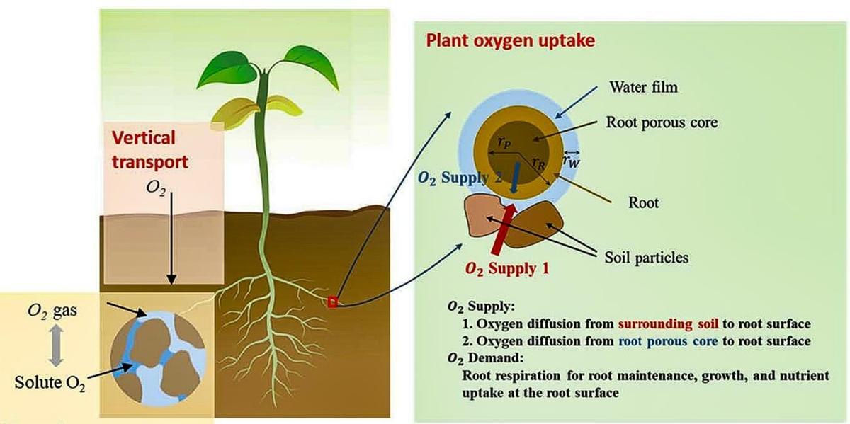 Ecosystem model