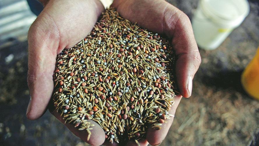 Cover crop seed in hand
