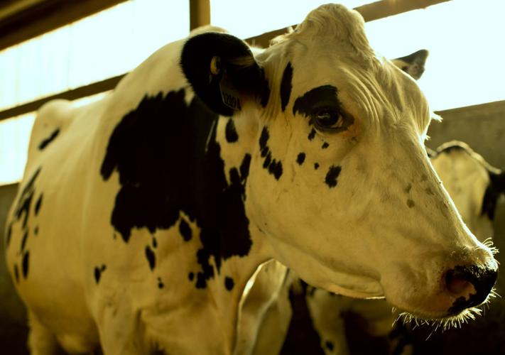 Holstein cow