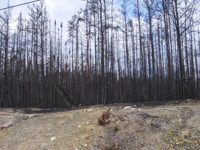 Burned forest