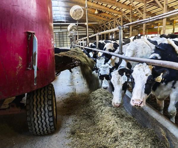 Cows being fed silage