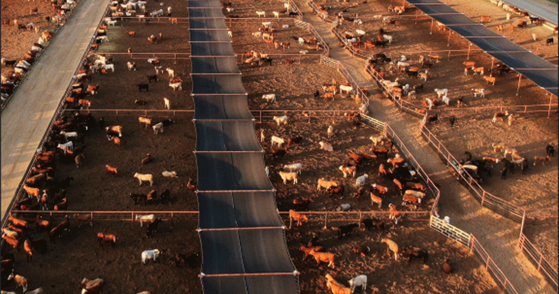 Mexican ranchers adapt to border closure