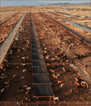 Cattle gather at a Mexican ranch