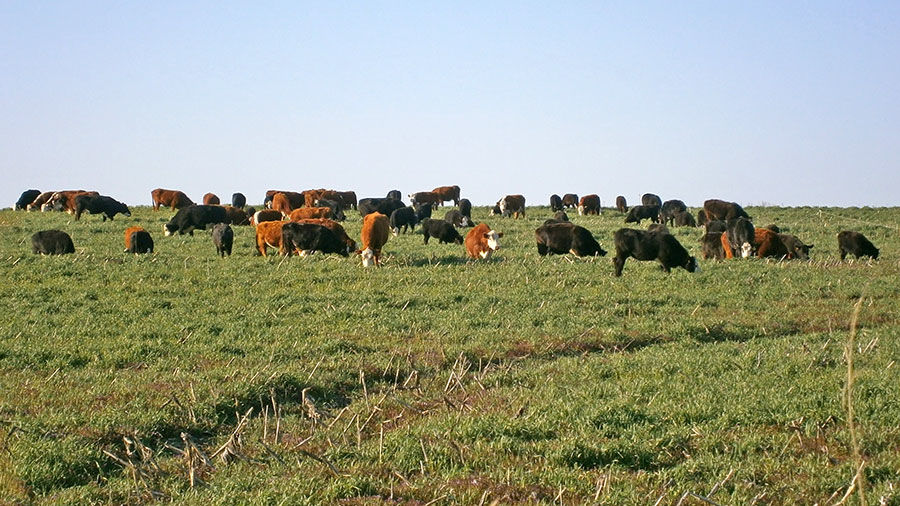 Cover crop with cattle